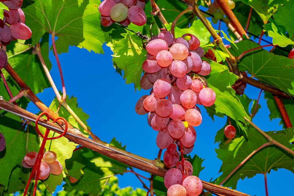 grapes, core-less precious table grapes, fruit